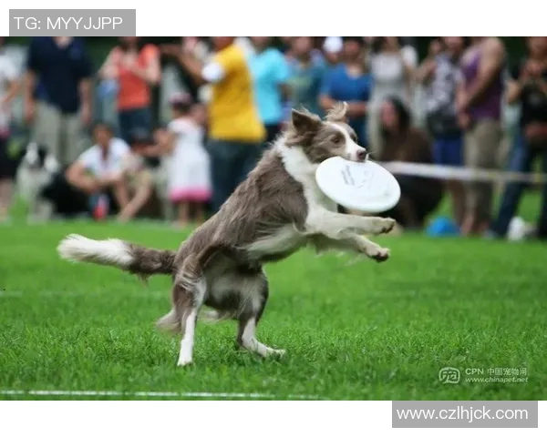 杭州飞盘队比赛经验分析与数据解读探讨